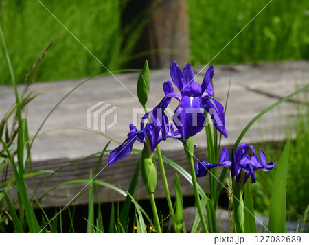びわこ文化公園 カキツバタ(夕照の庭) びわこ文化公園 カキツバタ(夕照の庭) 127082689