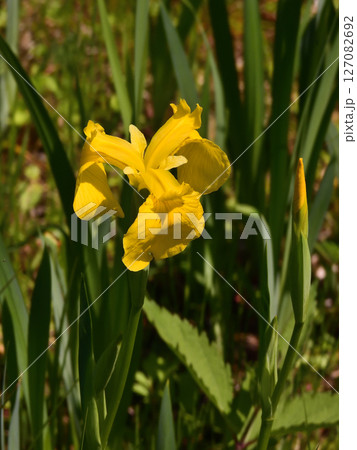 びわこ文化公園　黄菖蒲（夕照の庭） 127082692