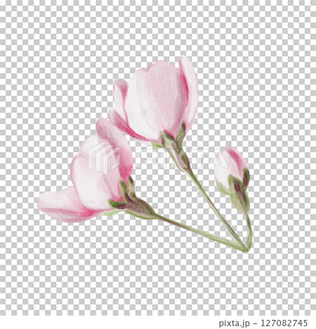 Cherry blossom. Buds with pink petals. Spring flowers. Pink sakura. Watercolor illustration isolated from background. Hand drawn. Festival and celebration of spring. High quality illustration 127082745
