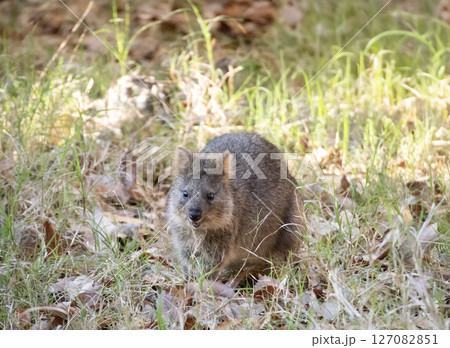 クオッカ（動物園） 127082851