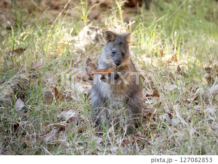 クオッカ（動物園） 127082853
