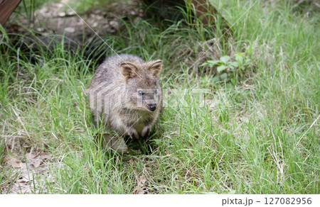 クオッカ（動物園） 127082956