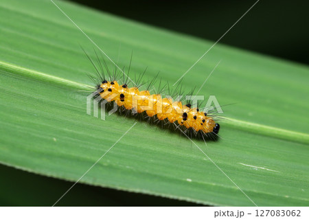 オレンジに黒点入りのオビヒトリ蛾の若齢幼虫（日本自然昆虫生態ストロボマクロ撮影） 127083062
