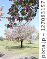 春の青空と咲き始めた桜の花の公園 127083157