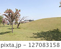 春の青空と咲き始めた桜の花の公園 127083158