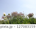 春の青空と咲き始めた桜の花の公園 127083159
