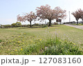 春の青空と咲き始めた桜の花の公園 127083160
