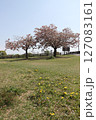 春の青空と咲き始めた桜の花の公園 127083161