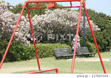 春の青空と咲き始めた桜の花の公園 127083164