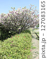 春の青空と咲き始めた桜の花の公園 127083165