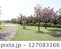 春の青空と咲き始めた桜の花の公園 127083166