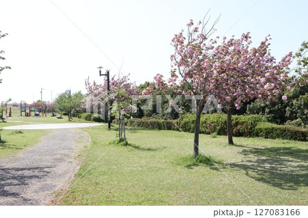 春の青空と咲き始めた桜の花の公園 127083166