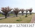 春の青空と咲き始めた桜の花の公園 127083167