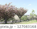 春の青空と咲き始めた桜の花の公園 127083168