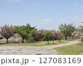 春の青空と咲き始めた桜の花の公園 127083169