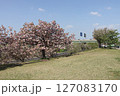 春の青空と咲き始めた桜の花の公園 127083170
