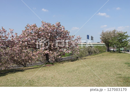 春の青空と咲き始めた桜の花の公園 127083170