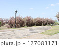 春の青空と咲き始めた桜の花の公園 127083171