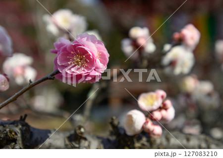 智積院 花梅 思いのまま 智積院 花梅 思いのまま 127083210
