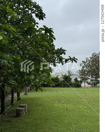 雨上がりの公園の緑 127083406