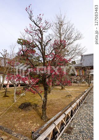 智積院　紅梅 127083463