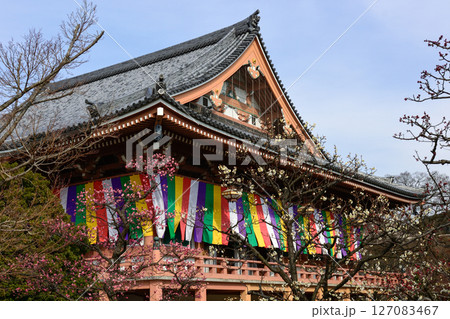 智積院 紅梅白梅 智積院 紅梅白梅 127083467