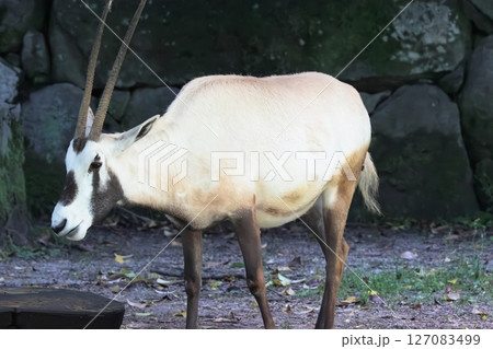 アラビアオリックス 127083499