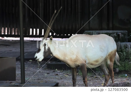 アラビアオリックス 127083500