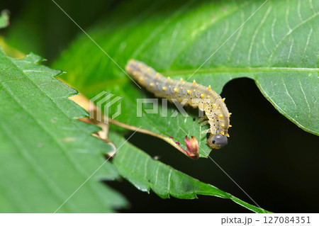 灰色にプニュプニュの黄色いトゲトゲがかわいいオオコシアカハバチの幼虫（自然環境下マクロ撮影） 127084351