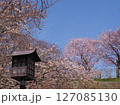 満開の桜と松前城 127085130