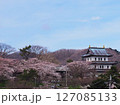 満開の桜と松前城 127085133