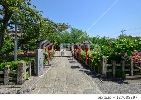六孫王神社　ツツジ 127085297