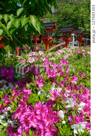 六孫王神社 ツツジ 六孫王神社 ツツジ 127085303