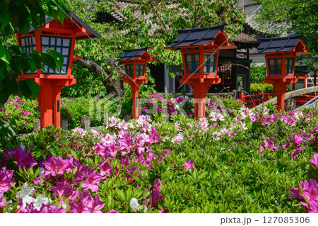 六孫王神社　ツツジ 127085306