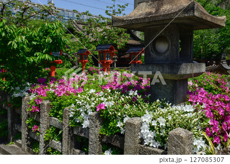 六孫王神社　ツツジ 127085307