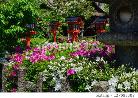 六孫王神社　ツツジ 127085308