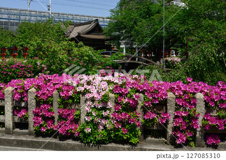 六孫王神社 ツツジ 六孫王神社 ツツジ 127085310