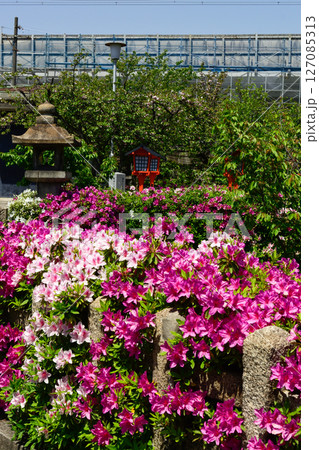 六孫王神社 ツツジ 六孫王神社 ツツジ 127085313