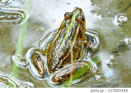 トノサマガエル トノサマガエル 127085488