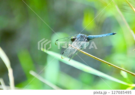 オオシオカラトンボ 127085495