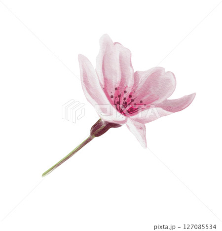 Cherry blossom. Pink sakura bud. Five petals and stamens. Small flowers for decoration. Watercolor illustration isolated from background. Hand drawing. Flower festival. High quality illustration Cherry blossom. Pink sakura bud. Five petals and stamens. Small flowers for decoration. Watercolor illustration isolated from background. Hand drawing. Flower festival. High quality illustration 127085534