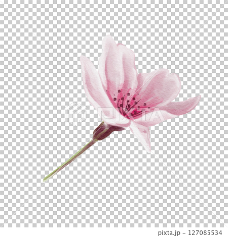 Cherry blossom. Pink sakura bud. Five petals and stamens. Small flowers for decoration. Watercolor illustration isolated from background. Hand drawing. Flower festival. High quality illustration Cherry blossom. Pink sakura bud. Five petals and stamens. Small flowers for decoration. Watercolor illustration isolated from background. Hand drawing. Flower festival. High quality illustration 127085534