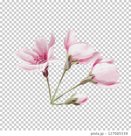 Cherry blossom. Buds with pink petals. Spring flowers. Pink sakura. Watercolor illustration isolated from background. Hand drawn. Festival and celebration of spring. High quality illustration Cherry blossom. Buds with pink petals. Spring flowers. Pink sakura. Watercolor illustration isolated from background. Hand drawn. Festival and celebration of spring. High quality illustration 127085539