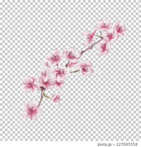 Branch with cherry blossoms. Small pink flowers. Spring blossom. Sakura blossoms. Watercolor illustration without background. Hand drawing. Cherry blossom festival. High quality illustration 127085558
