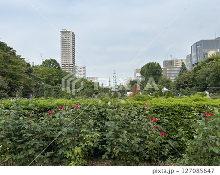 バラ園からの札幌の街並み 127085647