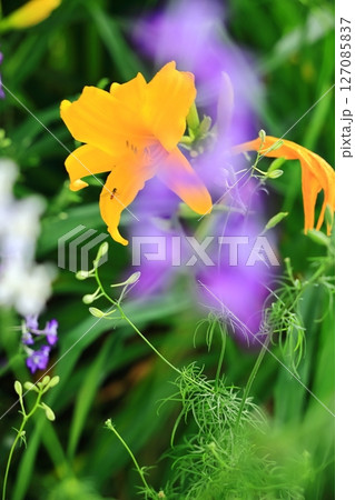 鮮やかな黄色の花 鮮やかな黄色の花 127085837