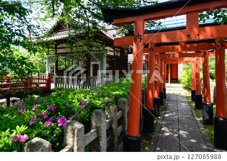 六孫王神社摂社 睦称稲荷神社と山吹 六孫王神社摂社 睦称稲荷神社と山吹 127085988