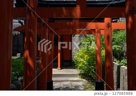 六孫王神社摂社　睦称稲荷神社と山吹 127085989
