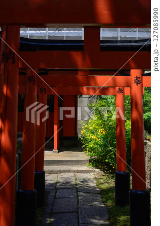 六孫王神社摂社 睦称稲荷神社と山吹 六孫王神社摂社 睦称稲荷神社と山吹 127085990