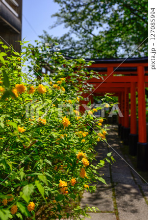 六孫王神社摂社 睦称稲荷神社と山吹 六孫王神社摂社 睦称稲荷神社と山吹 127085994